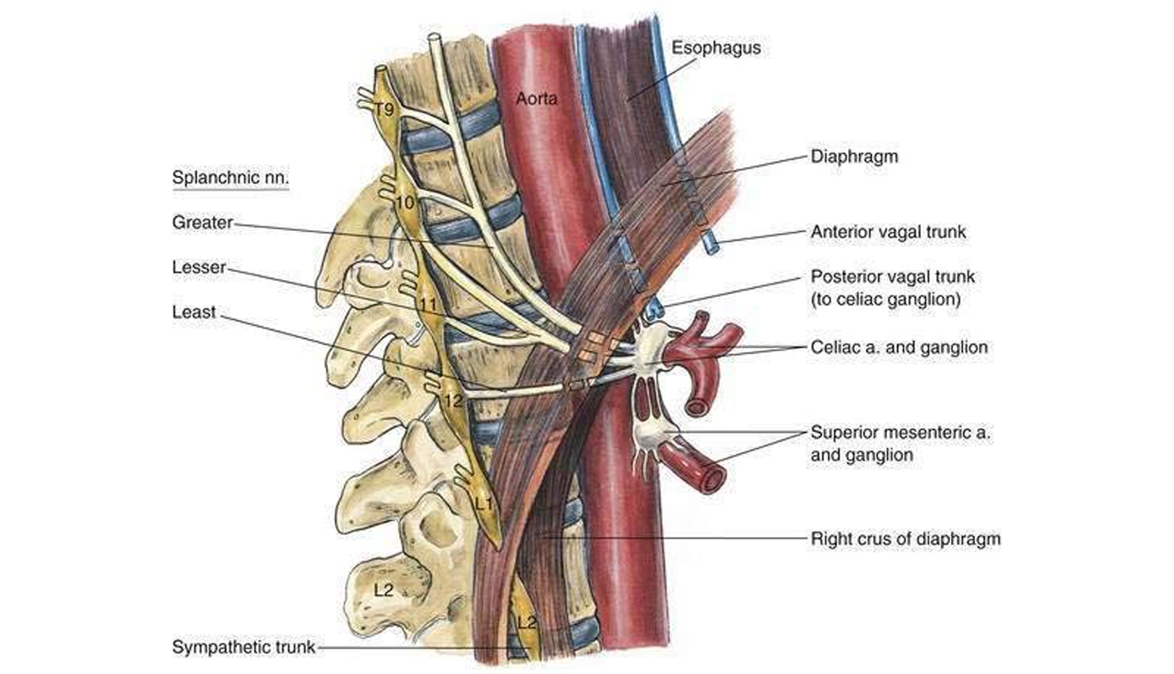 Celiac plexus block